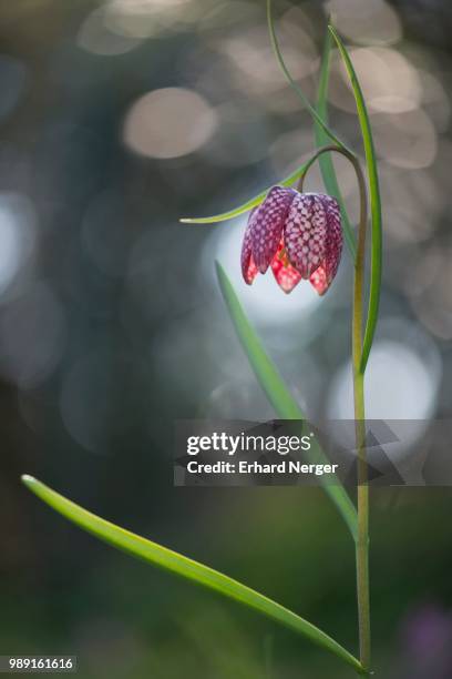 snake's head fritillary (fritillaria meleagris), emsland, lower saxony, germany - fritillaire pintade photos et images de collection