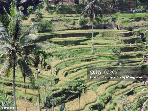 terraced ricefields at ubud - シンガラジャ ストックフォトと画像