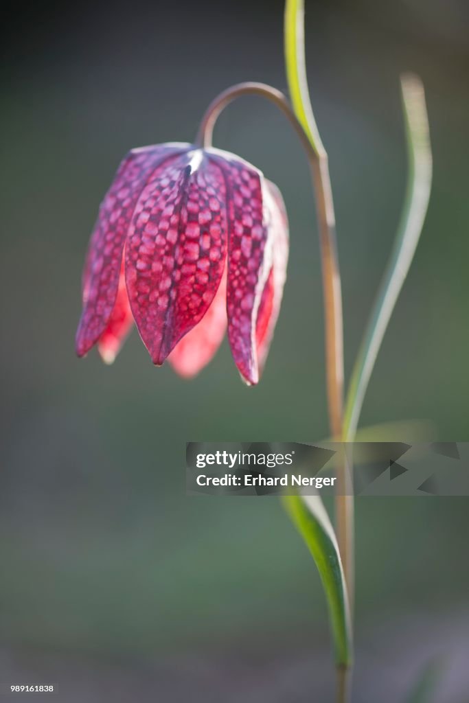 Snake's Head Fritillary (Fritillaria meleagris), Emsland, Lower Saxony, Germany