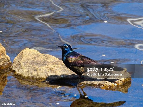 black bird in the water - black bird stock pictures, royalty-free photos & images