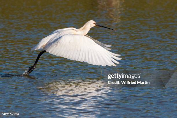 spoonbill (platalea leucorodia) taking off, texel, the netherlands - waddeneilanden stockfoto's en -beelden