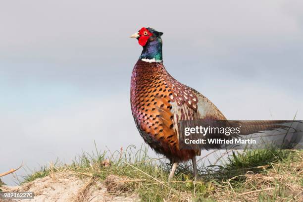 pheasant (phasianus colchicus), texel, the netherlands - waddeneilanden stockfoto's en -beelden