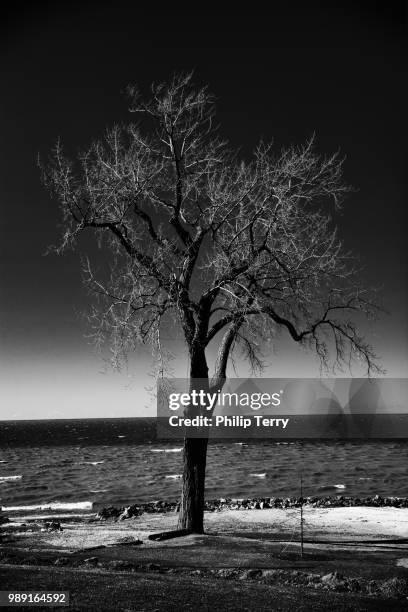 beulah beach tree - terry woods ストックフォトと画像