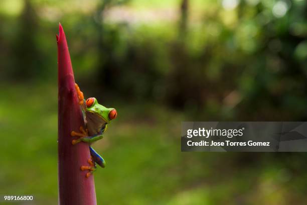 red eyed frog costa rica - anura stock pictures, royalty-free photos & images