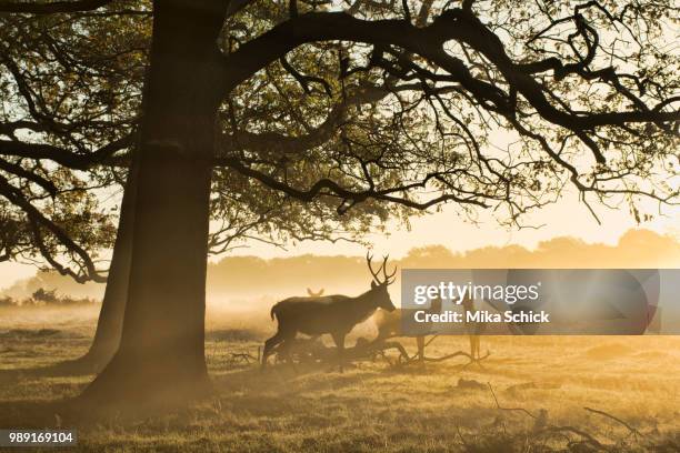 deer in the mist - schick stock pictures, royalty-free photos & images