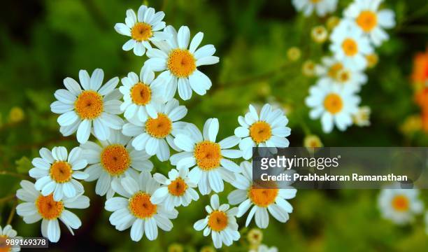 daisy flower bunch ! - chrysanthemum parthenium stock pictures, royalty-free photos & images