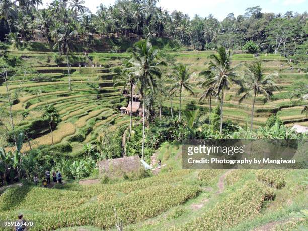 ubud rice - singaraja imagens e fotografias de stock