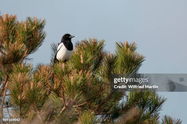 magpie (pica pica) on maritime pine (pinus pinaster), texel, the netherlands - waddeneilanden stockfoto's en -beelden