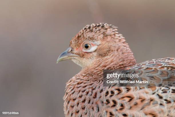 pheasant (phasianus colchicus), female, texel, the netherlands - waddeneilanden stockfoto's en -beelden