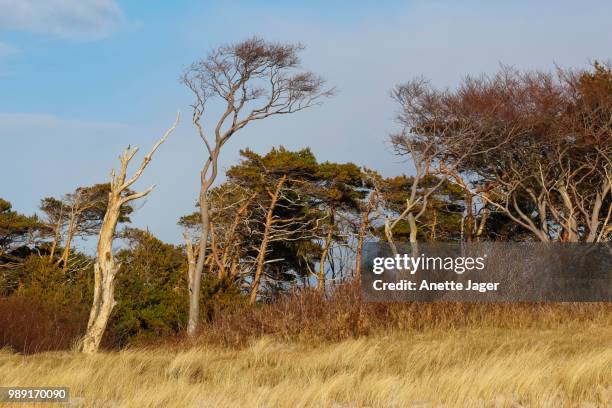 windswept pine tree on the beach, fischland-darss-zingst, mecklenburg-western pomerania, germany - jager stock pictures, royalty-free photos & images