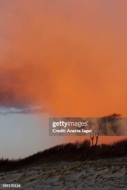 evening mood, fischland-darss-zingst, mecklenburg-western pomerania, germany - vorpommersche boddenlandschaft national park stockfoto's en -beelden