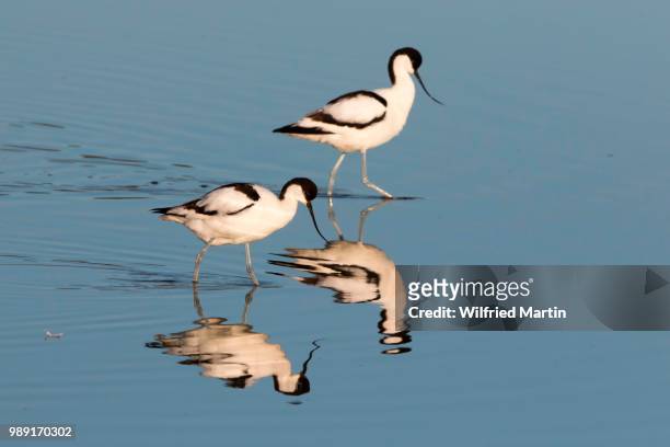 two pied avocets (recurvirostra avosetta) reflected in the water, texel, the netherlands - friesland noord holland imagens e fotografias de stock