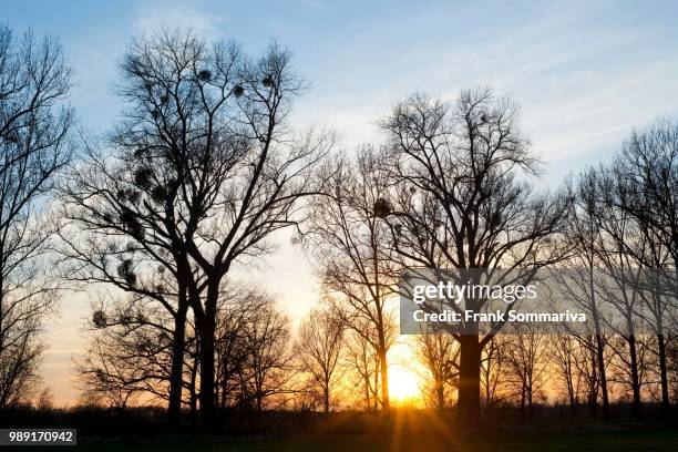 sunset behind poplar trees (populus spp.) with mistletoe, droemling nature reserve, lower saxony, germany - spp stock pictures, royalty-free photos & images