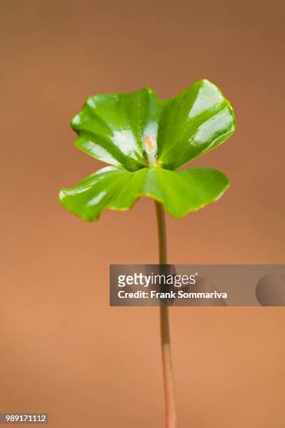 european beech (fagus sylvatica), seedling, lower saxony, germany - european beech stock pictures, royalty-free photos & images