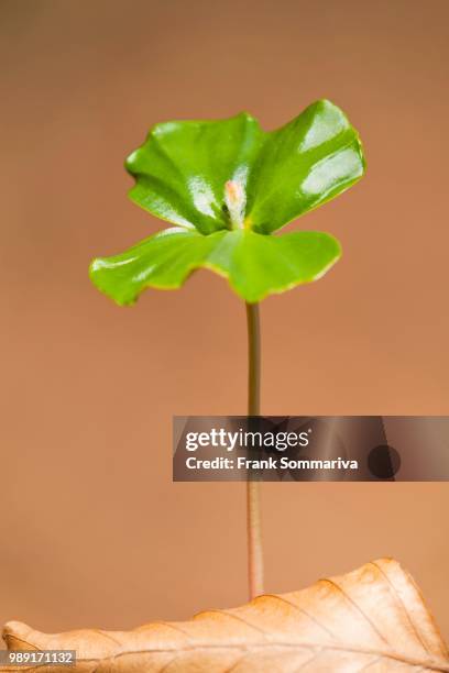 european beech (fagus sylvatica), seedling, lower saxony, germany - european beech stock pictures, royalty-free photos & images