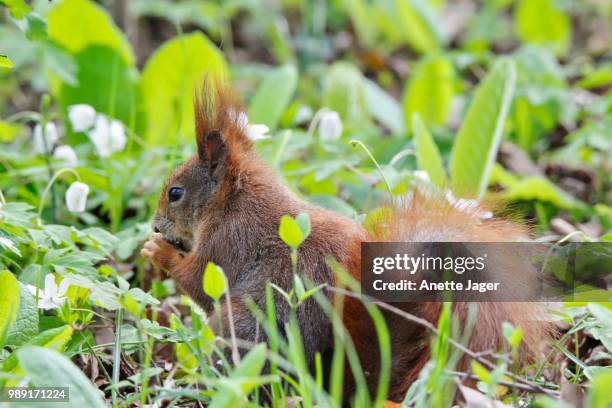 red squirrel (sciurus vulgaris) sitting in a meadow, feeding, germany - jager stock pictures, royalty-free photos & images