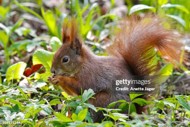 red squirrel (sciurus vulgaris) sitting in a meadow, feeding, germany - jager stock pictures, royalty-free photos & images