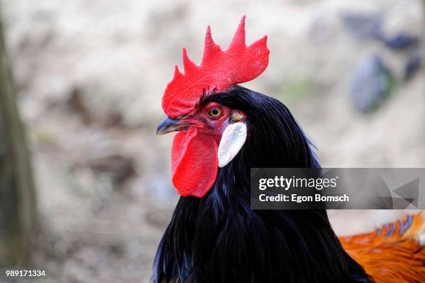 domestic chicken (gallus domesticus), baden-wuerttemberg, germany - gallus gallus stock pictures, royalty-free photos & images