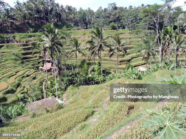 terraced ricefields - singaraja imagens e fotografias de stock