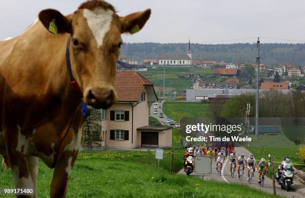 Tour Of Romandie 2004Illustration Illustratie Peleton Peloton Paysage Landscape Landschap, Cow Vache Koe, Kerk Church Eglisestage 2 : Romont - Romont...