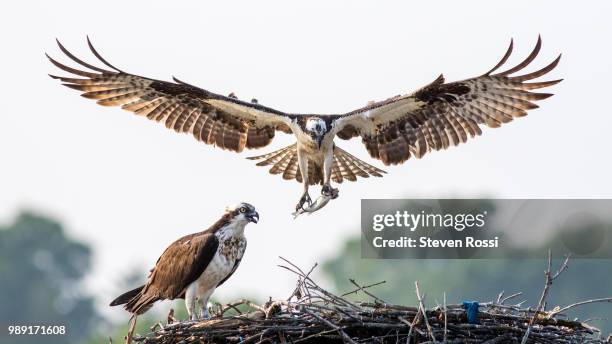 nesting - hawk nest foto e immagini stock