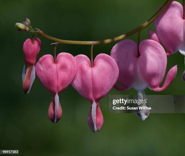 bleeding heart - coeur de marie fleur photos et images de collection