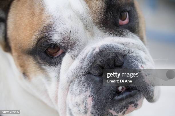 charlie the british bulldog - ane stockfoto's en -beelden