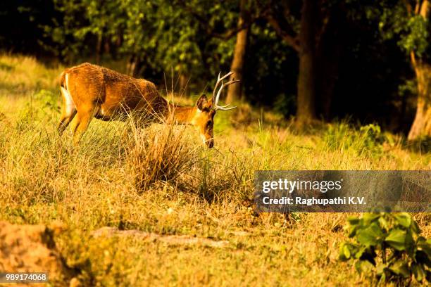 Barasinghs Images 115 Barasingha Stock Photos, High-Res Pictures, and Images - Getty Images