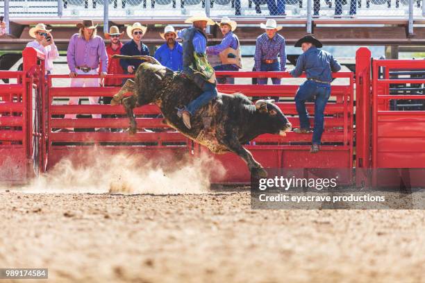 bull riding utah cowboys western outdoors and rodeo stampede roundup riding horses herding livestock istock photoshoot - bull riding imagens e fotografias de stock