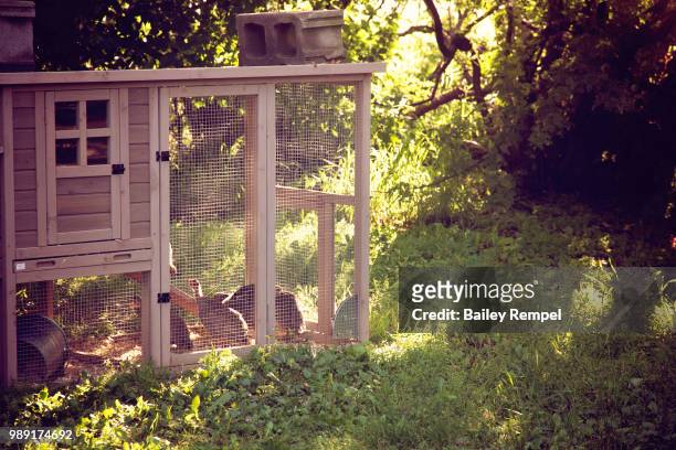 the guinea house - rempel stock-fotos und bilder
