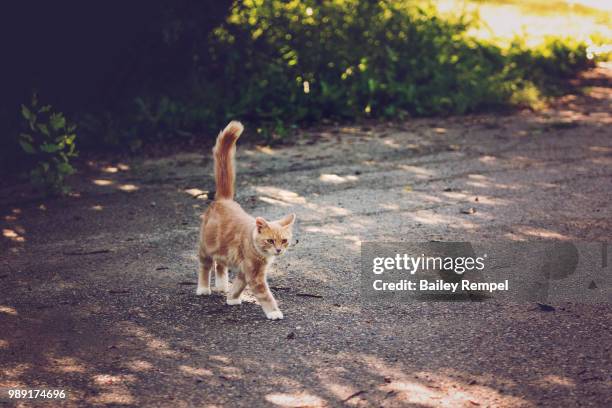 the farm cat - rempel stock pictures, royalty-free photos & images