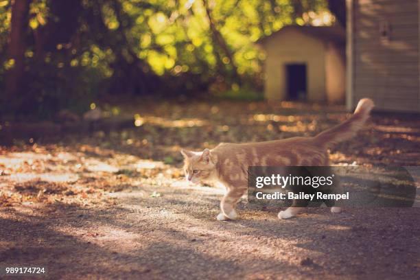 stalking - rempel stock pictures, royalty-free photos & images