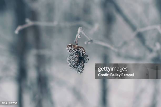 baby pine cones - rempel stock pictures, royalty-free photos & images