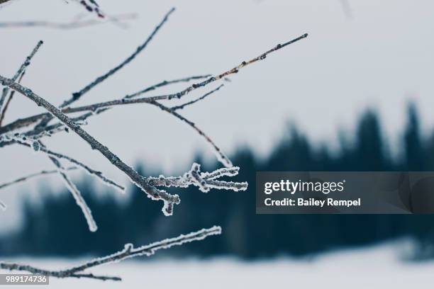 looking past the trees - rempel stock pictures, royalty-free photos & images