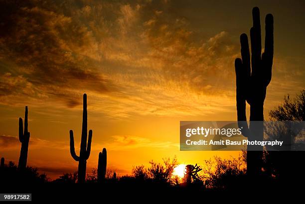 a saguaro sunset - amit basu stockfoto's en -beelden