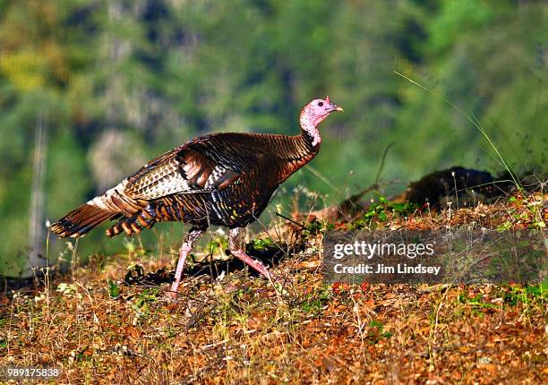 Turkey Strutter 224 Strutting Turkeys Stock Photos, High-Res Pictures, and Images ...