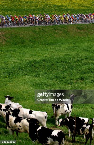 Tour Of Romandie 2004Illustration Illustratie, Peleton Peloton, Paysage Landscape Landschap, Vache Koe Cow Stage 1 : Yverdon - Yverdonronde, Etape Rit