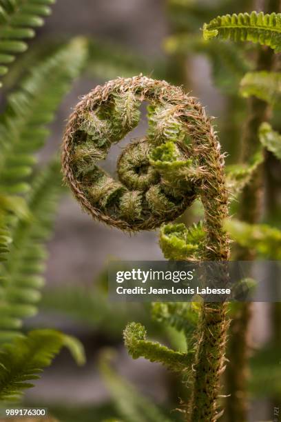 vegetal - fougere - fern - vegetal stock-fotos und bilder