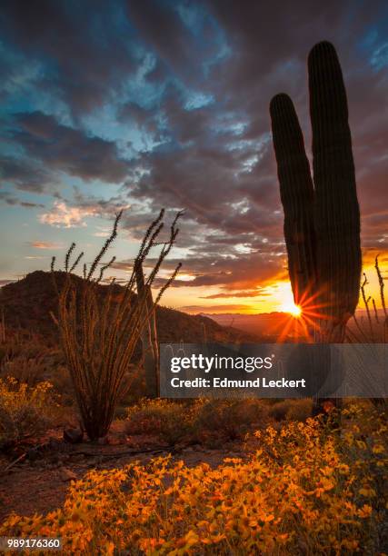 desert sunset, saguaro national park, arizona - leckert stockfoto's en -beelden