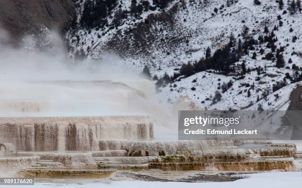 terrace at canary spring, yellowstone national park, wyoming - leckert stockfoto's en -beelden