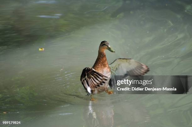 la marche du canard - canard - fotografias e filmes do acervo