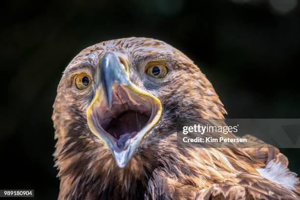 eastern imperial eagle (aquila heliaca), calling, animal portrait, france - aquila heliaca stock pictures, royalty-free photos & images