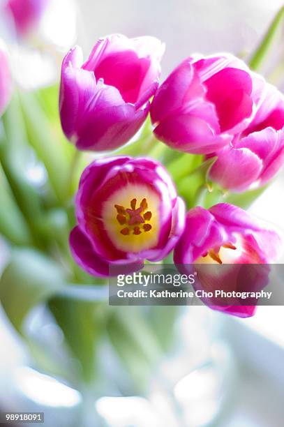 pink tulips - troy michigan stock pictures, royalty-free photos & images