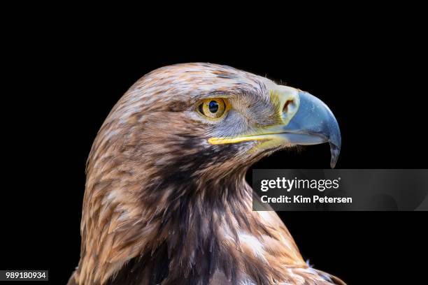 eastern imperial eagle (aquila heliaca), animal portrait, france - aquila heliaca stock pictures, royalty-free photos & images