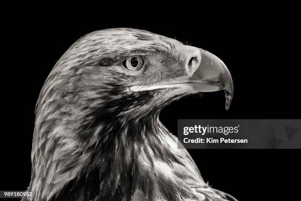 eastern imperial eagle (aquila heliaca), animal portrait, monochrome, france - aquila heliaca stock pictures, royalty-free photos & images