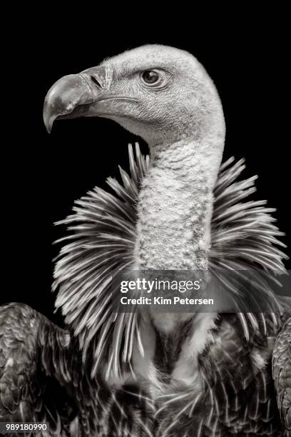 rueppell's griffon vulture (gyps rueppellii), animal portrait, monochrome, france - ruppells griffon vulture stockfoto's en -beelden