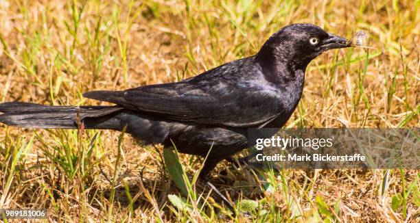 black bird feeding - black bird stock pictures, royalty-free photos & images