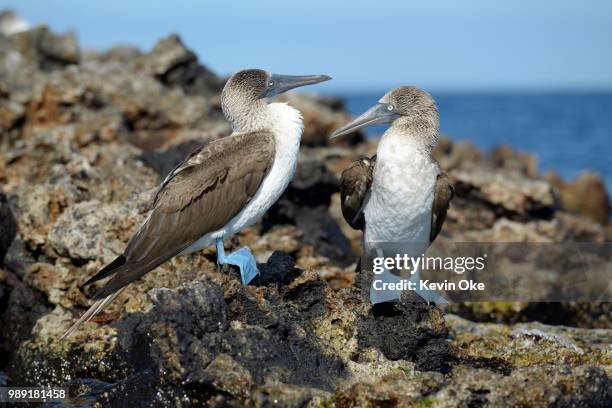 blue-footed booby (sula nebouxii), punta moreno, isabela island, galapagos islands, ecuador - sula vogelgattung stock-fotos und bilder