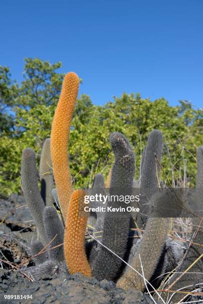lava-cactus (brachycereus nesioticus), punta moreno, isabela island, galapagos islands, ecuador - lava cacti brachycereus nesioticus stock pictures, royalty-free photos & images