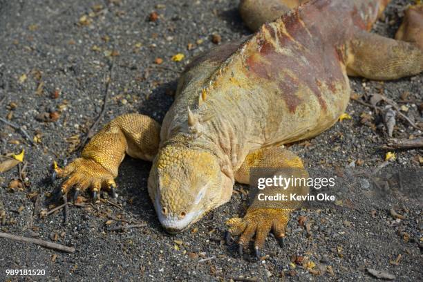 galapagos land iguana (conolophus subcristatus), urbina bay, isabela island, galapagos islands, ecuador - galapagos land iguana bildbanksfoton och bilder